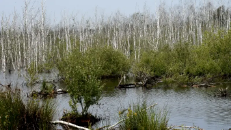 Güstrow startet 2026 neuen Lehrgang für Moorspezialisten: Klimaschutz durch Moorrenaturierung