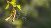 Allergen-Paradies Müritz: Wie Pollenflug den Frühling für Betroffene zur Qual macht