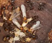 Ameisenart Temnothorax kinomurai: Keine Männchen, keine Arbeiterinnen - eine einzigartige Entdeckung