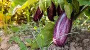 Auberginen selbst anbauen: Tipps für eine erfolgreiche Anzucht im eigenen Garten
