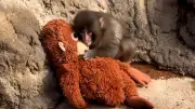 Baby-Makake Punch im Zoo: Plüschtier als Ersatz für verlassene Mutter