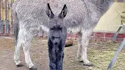 Überraschende Eselgeburt im Greppiner Tiergehege: Fohlen Norbert erblickt unerwartet das Licht der Welt