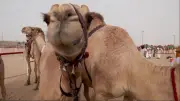 Botox-Skandal bei Kamel-Schönheitswettbewerb: 20 Tiere disqualifiziert