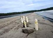 Brandenburger Spargelbauern hoffen auf frühe Ostern-Ernte trotz Herausforderungen