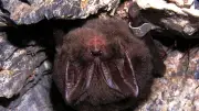 Einzigartiges Winterquartier im Harz: Sieben Fledermausarten überwintern im Mausoleum Selketal