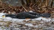 Extreme Kälte und Eis in der Uckermark: Tote Vögel und Notzeit für Wildtiere