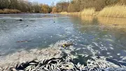 Fischsterben im Viereckteich Dessau-Roßlau: Stadtverwaltung und Anglerverein widersprechen sich