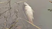 Fischsterben in Quetzdölsdorf: Ursachen und Maßnahmen bei umgekippten Gewässern