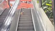 Französische Bulldogge erobert Rolltreppe in Medellín: Ein tierischer Spaßmoment