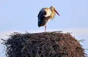 Frühlingsboten kehren zurück: Erste Störche in der Region Bernburg gesichtet