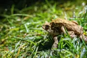 Frühlingserwachen der Kröten: Autofahrer müssen jetzt besonders vorsichtig sein