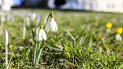 Frühlingserwachen mit bis zu 20 Grad: Meteorologen sagen Winterende voraus