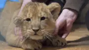 Geheimnis um Löwenbabys im Schweriner Zoo gelüftet: Geschlechter und Namen bekannt