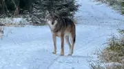 Gericht bestätigt Abschuss des zutraulichen Schwarzwald-Wolfs GW2672m bis März