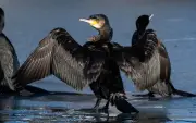 Harter Winter dezimiert Kormoran-Population an der Ostsee - Vögel ziehen verstärkt gen Süden