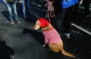Karneval: Warum Hunde besser zu Hause bleiben sollten