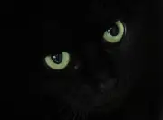 Katzenrettung in Thüringen führt zu Munitions- und Chemikalienfund