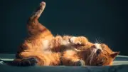 Katzensprache entschlüsselt: Die wahre Bedeutung hinter dem Rollen auf dem Rücken