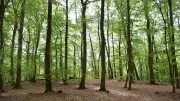 Landkreis Mansfeld-Südharz genehmigt umstrittenen Verkauf von 1.000 Hektar Kempski-Wald an Nabu-Stiftung