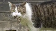 Larry the Cat: Der Regierungs-Kater der Downing Street feiert 15 Dienstjahre