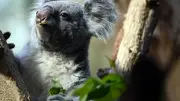 Leipziger Zoo trauert um Koala-Dame Mandie: Ein Abschied nach erfolgreicher Zucht