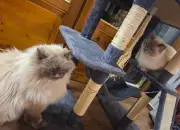 Nachbarn stehlen bei Umzug nach Sachsen Birma-Kater - Polizei vereint Tiere nach 600 km