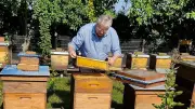 Nachbarschaftsstreit eskaliert: Imker von Nachbarn niedergestochen - Schmerzensgeldstreit vor Gericht