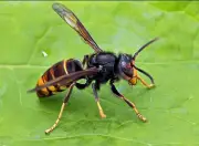 Neue invasive Hornissenart in Dessau-Roßlau: Knöterich und Riesen-Bärenklau bereits etabliert