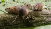 Nutrias in Norddeutschland: Wie gefährlich sind die Nagetiere wirklich?
