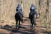 Polizei jagt organisierte Bärlauch-Diebe im Leipziger Auwald