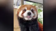 Roter Panda im Khao Kheow Zoo: Ein Video zeigt die gefährdete Art beim Bambus-Vergnügen