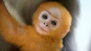 Seltener Brillenlangur-Nachwuchs im Dresdner Zoo: Goldiges Affenbaby Ida erblickt das Licht der Welt