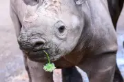 Spitzmaulnashorn Malia zieht von Magdeburg in tschechischen Zoo