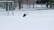 Störche kehren trotz Schnee und Eis an die Elbe zurück: Natur zeigt Anpassungsfähigkeit