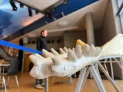 Sylt-Wal: Laboranalysen enthüllen Details zu Ernährung und Parasitenbefall