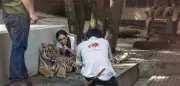 Tragödie im Tiger Kingdom: 72 Tiger in thailändischem Zoo an Krankheiten verendet