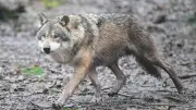 Wolf stoppt Leverkusener Karnevalszug: 38.000 Jecken müssen kurzzeitig pausieren