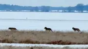 Wolfsrudel am Ostufer der Müritz gesichtet - CDU-Politiker Diener veröffentlicht Aufnahmen