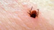 Zeckenalarm: RKI weist neue FSME-Risikogebiete aus - Impfung bleibt entscheidend
