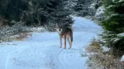 Zutraulicher Schwarzwald-Wolf weiterhin verschwunden: Jäger erfolglos, Entscheidung über Abschussverlängerung steht bevor