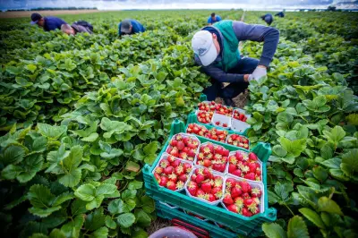 Agrarminister erzielen keine Einigung zu Mindestlohn-Ausnahmen für Saisonkräfte