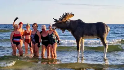 Aprilscherze in MV: Von Elch-Attrappen bis zum gefürchteten Tempolimit