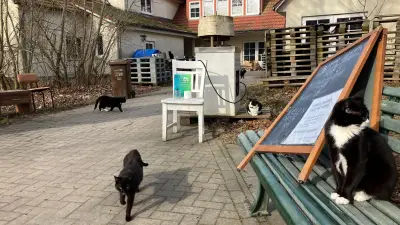 Bäckerei auf Hiddensee schließt nach drei Generationen: Inhaber wandert aus und sucht Heime für dutzende Katzen