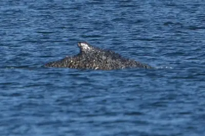 Befreiter Buckelwal schwimmt in Lübecker Bucht - Helfer begleiten ihn Richtung Nordsee