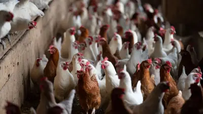 Brandenburg: Newcastle-Krankheit zwingt zu Tötung von 377.000 weiteren Hühnern