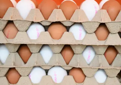 Brandenburgs Eierproduktion leicht rückläufig, bleibt aber auf historisch hohem Niveau