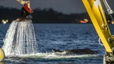 Buckelwal befreit sich nach Rettungsaktion von Ostsee-Sandbank