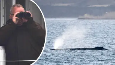 Buckelwal in Ostsee ohne Peilsender: Experten erklären Gründe gegen Ortungstechnik