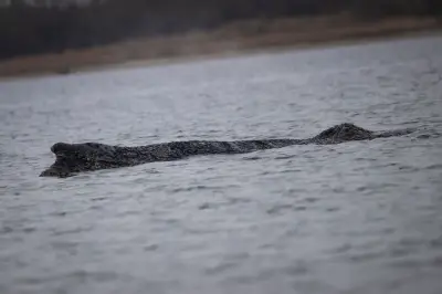 Buckelwal in Wismarbucht erneut von Sandbank befreit - Wasserschutzpolizei begleitet