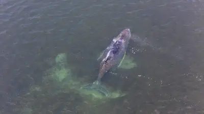 Buckelwal Timmy in Not: Wer entscheidet über Leben und Tod des gestrandeten Wals?
